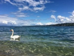 Swanswitz