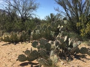 Arizona