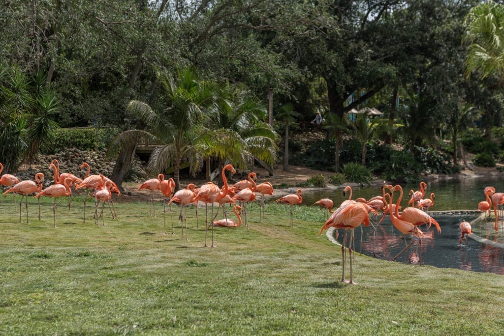 flamingos
