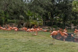 Flamingo