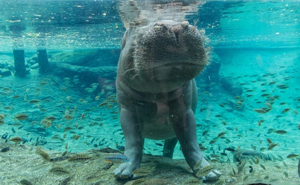 hippo