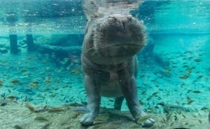 Hippo