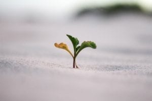 Growing plants