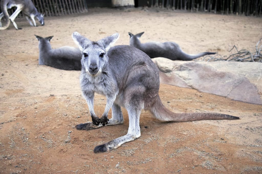 kangaroo