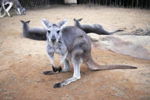 Kangaroo