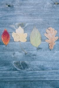Fall leaves